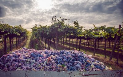 Vendemmia, l’annata è ottima ma cresce l’allarme sui prezzi