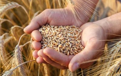 VINCE IL GRANO ITALIANO E L’EXPORT CRESCE DEL 30%