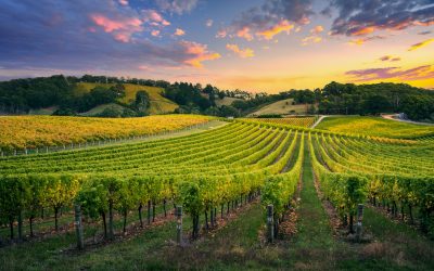 È l’anno del Prosecco, crescita record nei super e nelle vendite online