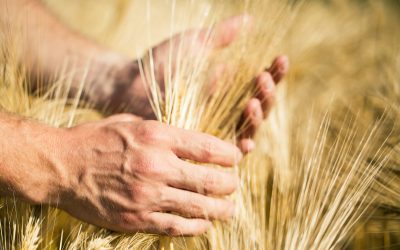 Agricoltura, vola l’export di Trento e Bolzano