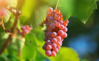 Vino: Marche, export tiene e impennata vendite online