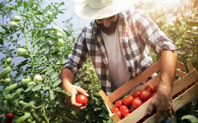 Agroalimentare: l’export Ue riprende a correre