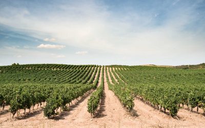 Franciacorta, superata la soglia di 20 milioni di bottiglie vendute