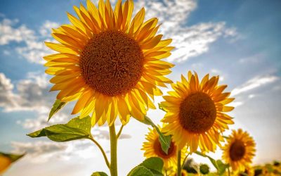 Lo stop di Kiev all’export dell’olio di girasole allarma l’industria
