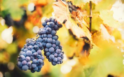 Vendemmia, primato italiano in quantità e l’export arriva a 3,8 miliardi nel semestre